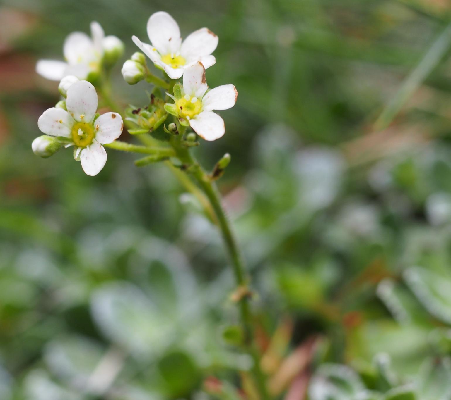 Saxifrage, Livelong